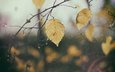 листья, макро, ветки, капли, осень, дождь
