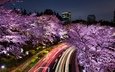 ночь, огни, цветение, город, япония, небоскребы, весна, сакура, токио, шоссе, цветущая сакура