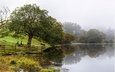 озеро, природа, дерево, туман
