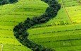 природа, зелень, плантации, bing, чайные
