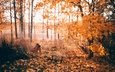 солнце, лес, листья, листва, осень, собака, опадают, осен, солнечный свет, cобака,  листья, вудленд