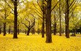 деревья, природа, пейзаж, парк, осень, япония