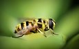 природа, макро, насекомое, размытость, пчела