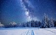 небо, деревья, лес, зима, звезды, млечный путь