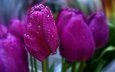 цветы, весна, тюльпаны, боке, капли воды