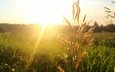 трава, солнце, поле, колоски, солнечный свет