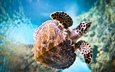 макро, море, черепаха, подводный мир