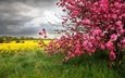 цветы, деревья, природа, пейзаж, весна, розовые цветы, желтые цветы, сезон