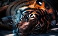 тигр, хищник, большая кошка, животное, зоопарк, плотоядное