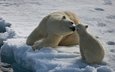 снег, медведь, белый, забота, медвежонок, арктика, белые медведи