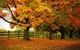 дорога, деревья, природа, лес, листья, парк, осень, забор, тропинка, прогулка, расцветка, деревь, опадают, на природе, осен, автодорога,  листья, красочная
