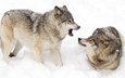 зима, животные, пара, волки, на природе, животно е, woles