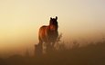 лошадь, трава, закат, кони, конь, dusk, растительность, полумрак, возвышенность