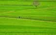 дорога, трава, дерево, поле, всадник, тропинка, зеленая, мужик, велосипедист, байк, fields, pathway, way, грин,     дерево, countryside, farmland