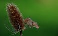 природа, макро, лето, мышь, растение, мышка, harvest mouse, мышь-малютка
