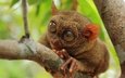 природа, макро, примат, долгопят, philippine tarsier