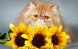 цветы, кот, кошка, взгляд, подсолнухи, киса,  цветы, мнение