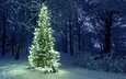 ночь, снег, новый год, елка, зима, ель