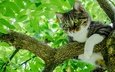дерево, листья, кот, мордочка, лето, кошка, взгляд, лапки
