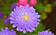 цветы, макро, лепестки, фиолетовый цветок, крупным планом, астры