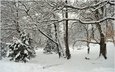 деревья, снег, зима, парк, мороз, деревь, изморозь, wintet