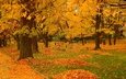 деревья, парк, листва, осень, деревь, опадают, осен,  листья