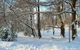 деревья, снег, зима, лучи, парк, деревь