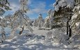деревья, снег, зима, норвегия, норвегии, nordset, hedmark fylke