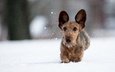снег, зима, мордочка, взгляд, собака, прогулка, уши