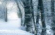 деревья, снег, зимний лес