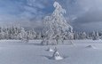 деревья, снег, елка, зима, пейзаж