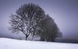 bäume, schnee, winter