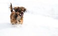 снег, зима, мордочка, собака, щенок, лапки