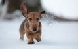 снег, зима, собака, прогулка