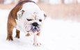 снег, зима, мордочка, собака, лапки, английский бульдог