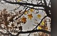 природа, дерево, листья, осень