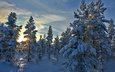 деревья, снег, лес, зима, норвегия, stene, норвегии, hedmark fylke, хедмарк