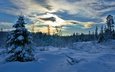деревья, снег, лес, зима, ель, сугробы, норвегия, норвегии, hedmark fylke, хедмарк