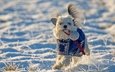 снег, зима, настроение, собака, игрушка, прогулка