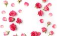 бутоны, розы, романтик,  цветы, роз, пинк