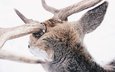 снег, лес, олень, зима, животные, животное, рога, reindeer