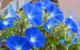 цветы, голубые, голубые цветы, ипомея