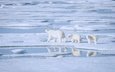 вода, снег, отражение, медведи, льдина, полярная, белые медведи, полярные