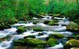 река, природа, камни, лес, зелёный, мох, горная, растительность