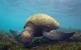 море, животные, черепаха, рыбы, подводный мир, морская черепаха