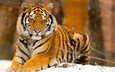 тигр, снег, природа, животные