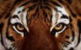 тигр, глаза, морда, животные, взгляд, хищник, дикая кошка