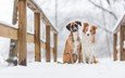 снег, зима, животные, мост, друзья, собаки