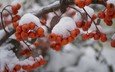 снег, природа, зима, макро, мороз, ягода, рябина