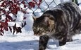 снег, зима, животные, кот, ветки, кошка, забор